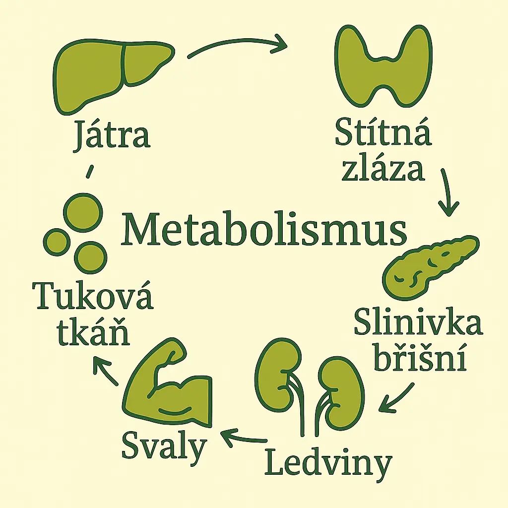 Graf: Co podporuje správný metabolismus